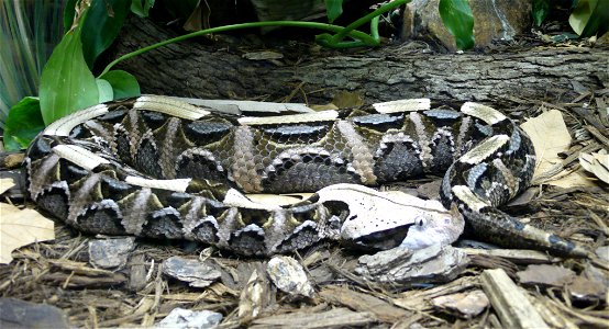 West African gaboon viper (Bitis gabonica rhinoceros)