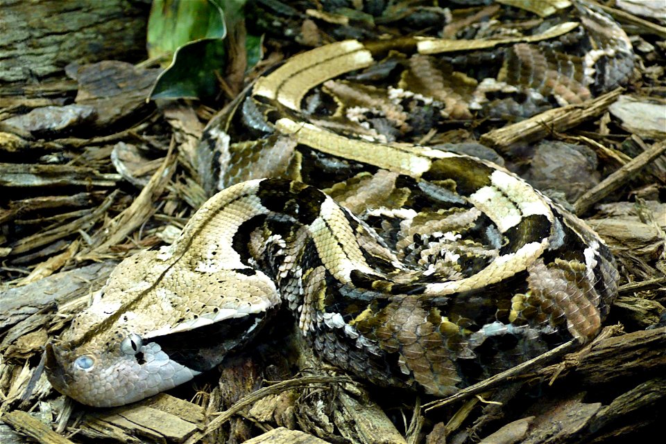 West African Gaboon Viper (Bitis gabonica rhinoceros)