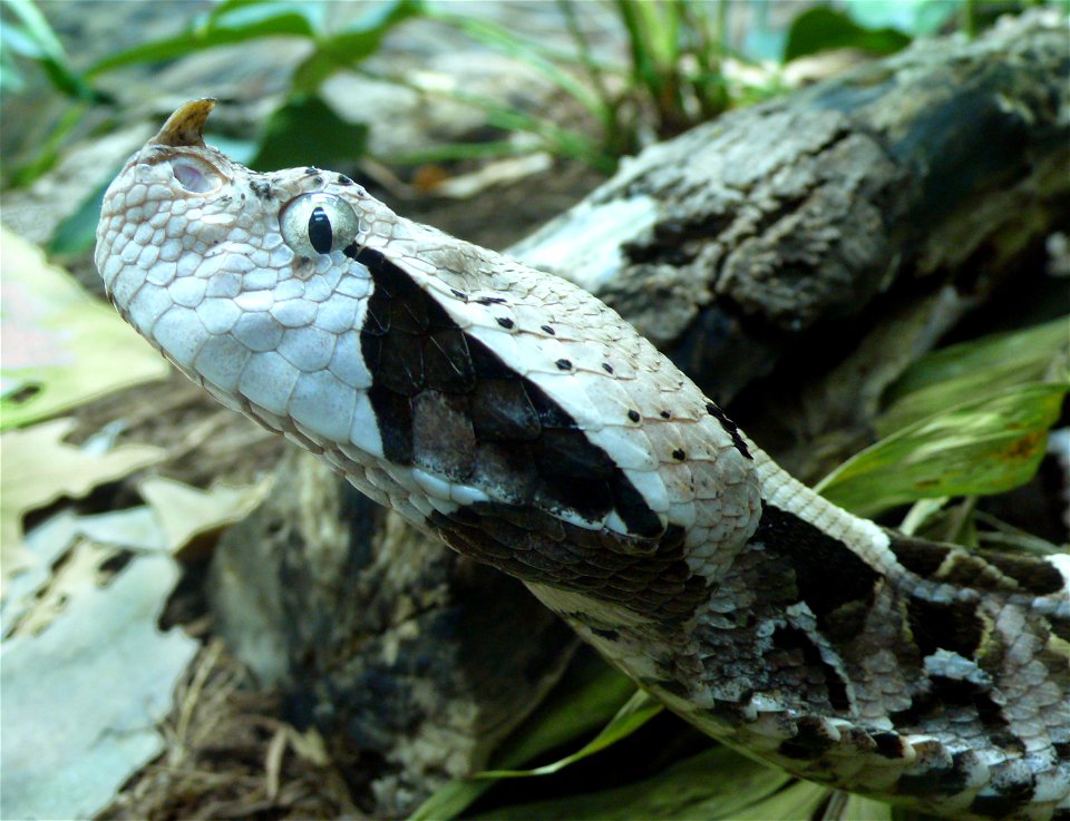 West African gaboon viper (Bitis gabonica rhinoceros)