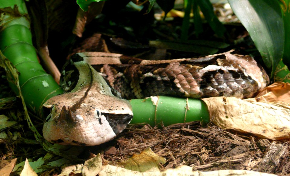 West African gaboon viper (Bitis gabonica rhinoceros)