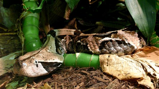 West African gaboon viper (Bitis gabonica rhinoceros)