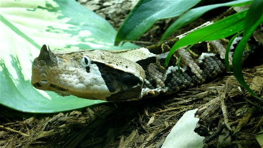 West African gaboon viper (Bitis gabonica rhinoceros)
