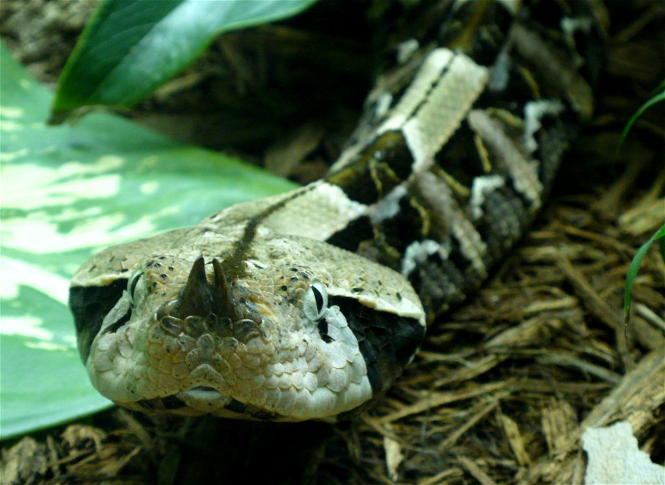 West African gaboon viper (Bitis gabonica rhinoceros)