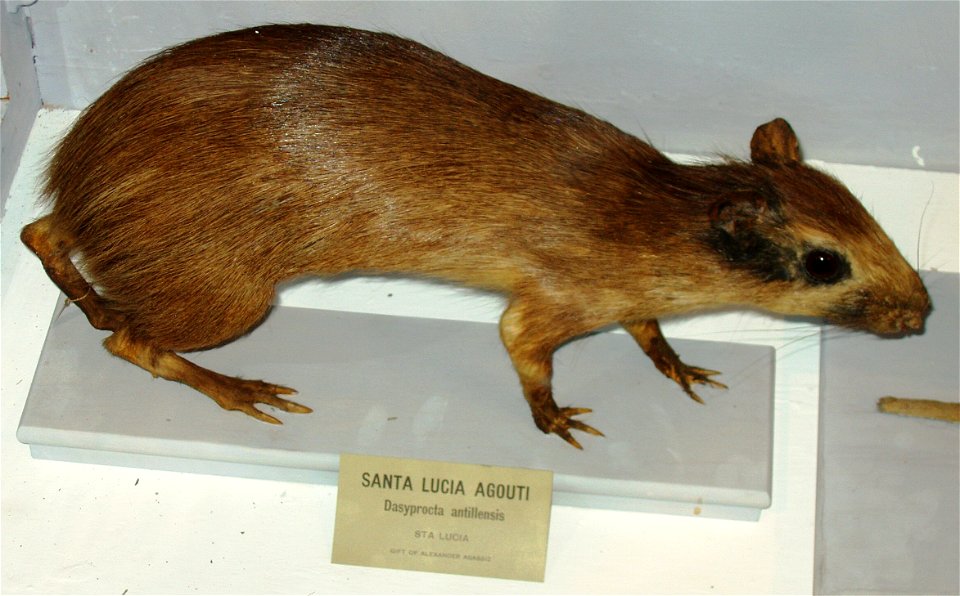 This is a photograph of a Santa Lucia agouti (Dasyprocta antillensis, syn. Dasyprocta leporina fulvus).
This photograph is from the Harvard Museum of Natural History / Peabody Museum. Although no copy