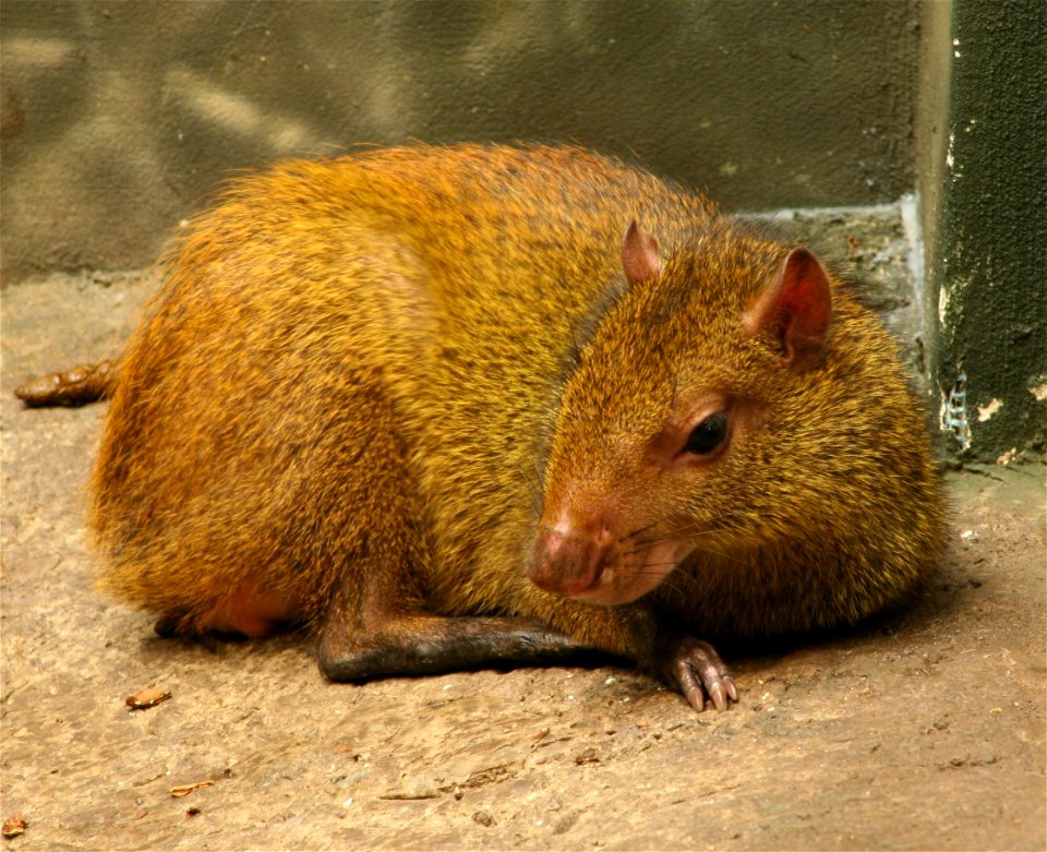 Brazilian Agouti (Dasyprocta leporina) at the Buffalo Zoo