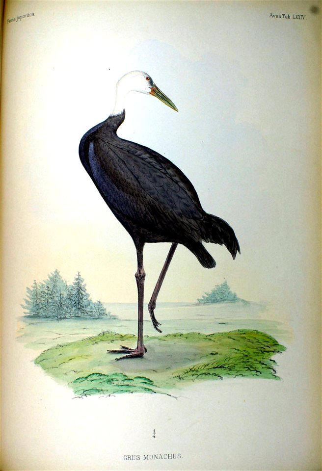An illustration of a Hooded Crane (Crus monachus = Grus monacha) from Fauna Japonica