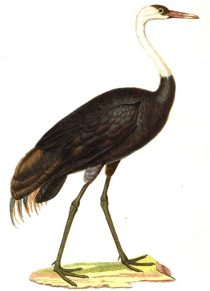 English:  « Grus monacha » = Grus monacha (Hooded Crane) - adultFrançais :  « Grus monacha » = Grus monacha (Grue moine) - adulte
