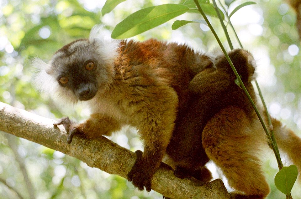 A photo of a female black lemur and her offspring taken by myself at the Lokobe nature reserve in Nosy Be in November 2001.