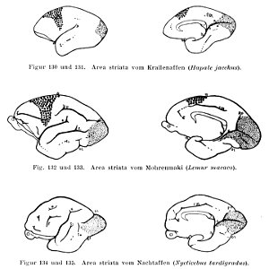 Fig. 130-131. Area striata from the marmoset (Hapale jacchus).
Fig. 132-133. Area striata from the black lemur (Lemur macaco).
Fig. 134-135. Area striata from the Bengal slow loris (Nycticebus tardigr