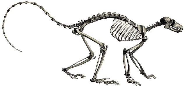 Black lemur skeleton