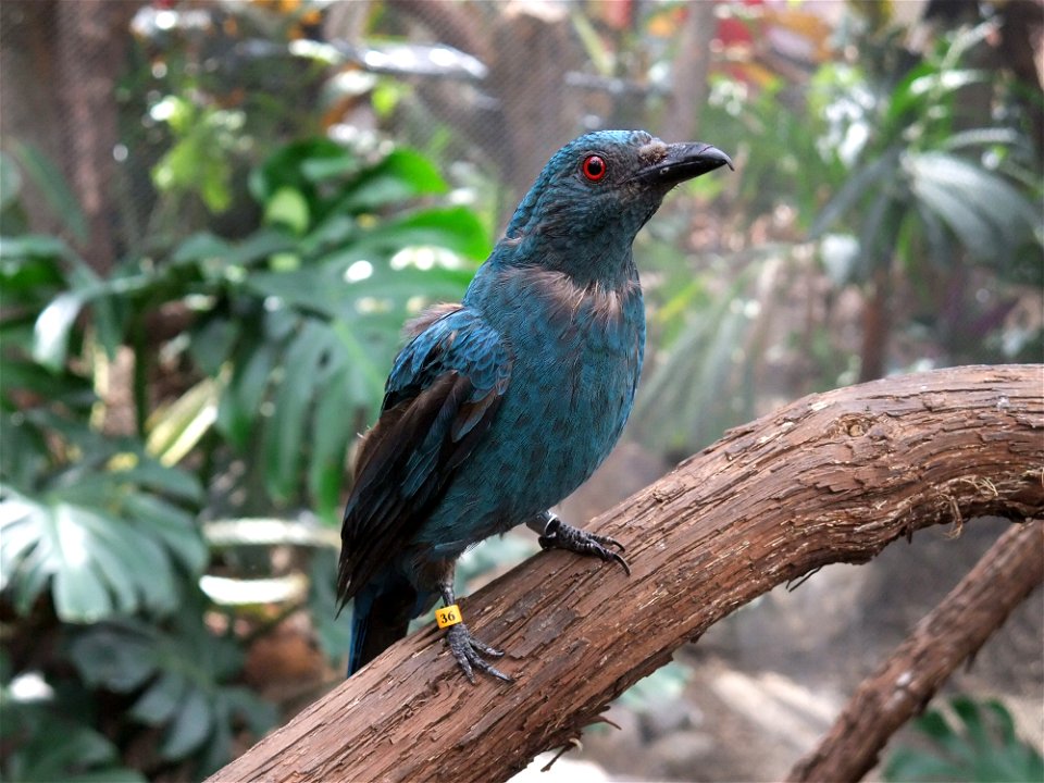 A photograph of a female Irena puella taken at the Philadelphia Zoo in the McNeil Avian Center.