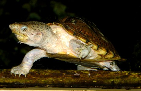 Razorback Musk Turtle -  Sternotherus carinatus at Louisville Zoo in Kentucky