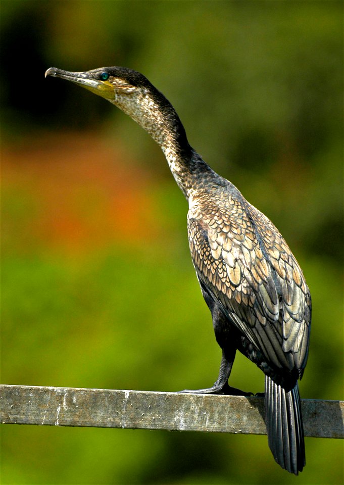 White-breasted cormorant at the source of Blue Nile, Uganda, East Africa