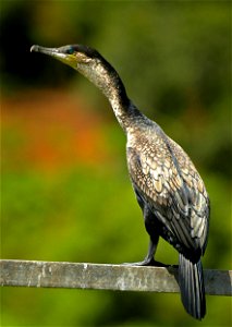White-breasted cormorant at the source of Blue Nile, Uganda, East Africa