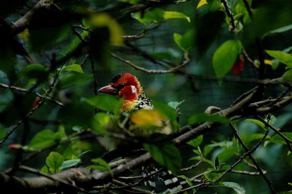 Red-and-yellow barbet (Trachyphonus erythrocephalus) on Borneo
