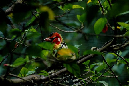 Red-and-yellow barbet (Trachyphonus erythrocephalus) on Borneo