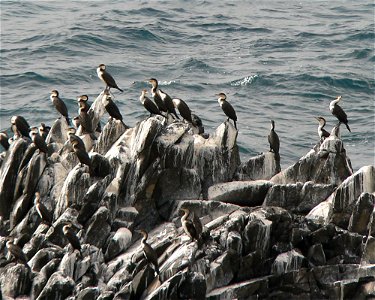 White-breasted Cormorants on Île des Serpents, Senegal. Phalacrocorax lucidus or Phalacrocorax carbo lucidus
