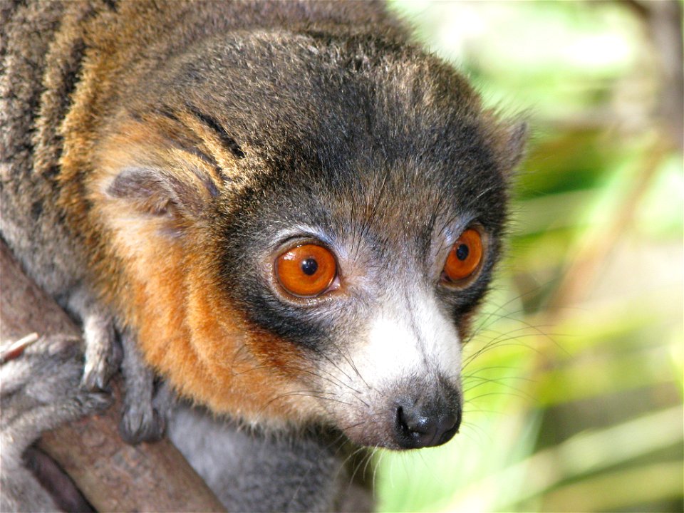 a male mongoose lemur (Eulemur mongoz)