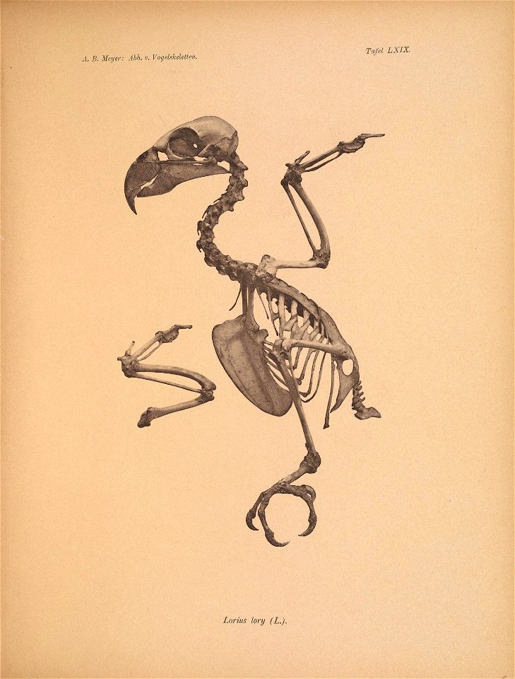 Ä. B. Meyer: Abb. v. Vogelskeletten. 
Tafel LXIX. 

Lorius lory (L,),