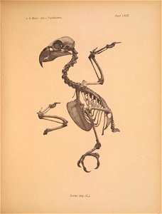 Ä. B. Meyer: Abb. v. Vogelskeletten. 
Tafel LXIX. 

Lorius lory (L,),