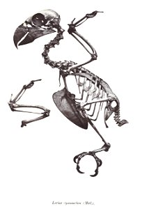 Lorius cyanauchen