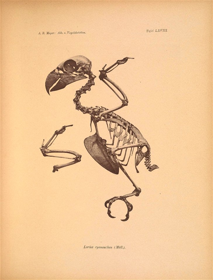 Ä. B, Meyer: Abb. v. Vogelskeletten, 
Tafel LXVIIL 

Lorius cyanauchen (Müll),