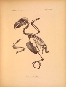 Ä. B, Meyer: Abb. v. Vogelskeletten, 
Tafel LXVIIL 

Lorius cyanauchen (Müll),
