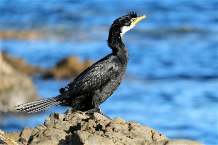 Little Shag standing on a rock (on the south coast of the North Island of New Zealand, near Wellington)