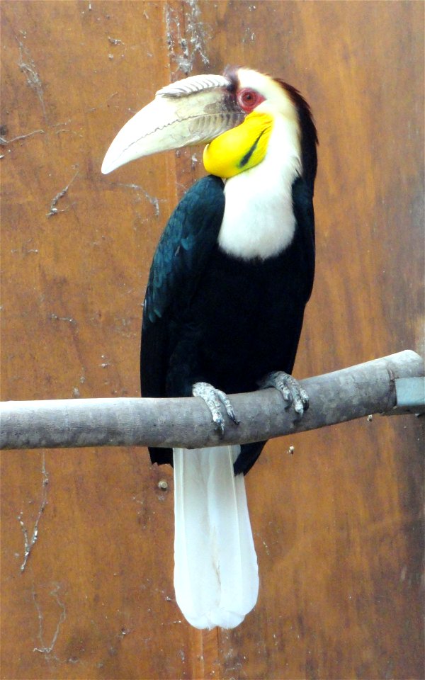 Rhyticeros undulatus male exhibited in the Jardin d'oiseaux tropicaux, La Londe-les-Maures, France.