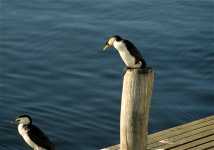Little pied cormorant (Phalacrocorax melanoleucos). Australia. photo