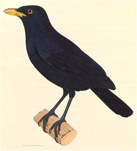 English:  « Myophonus metallicus » = Myophonus caeruleus flavirostris (Subspecies of Blue Whistling Thrush)Français :  « Myophonus metallicus » = Myophonus