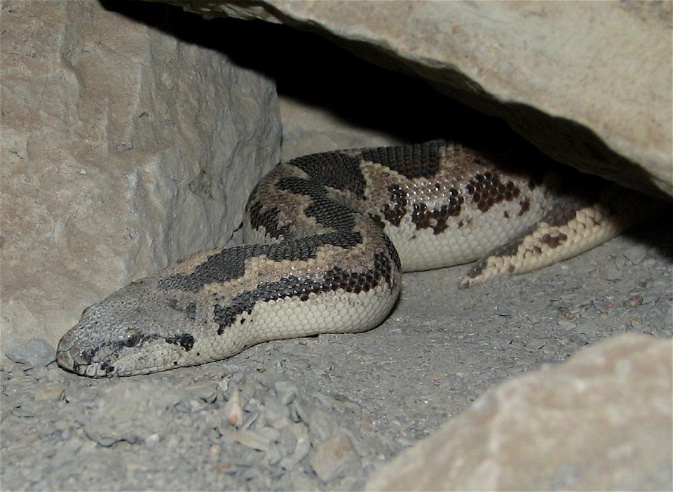 Rough Scaled Sand Boa - Gongylophis conicus