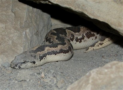 Rough Scaled Sand Boa - Gongylophis conicus