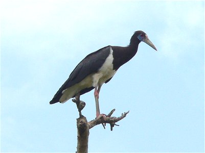 Ciconia abdimii - Abdim's stork photographed near Gaya, Niger.