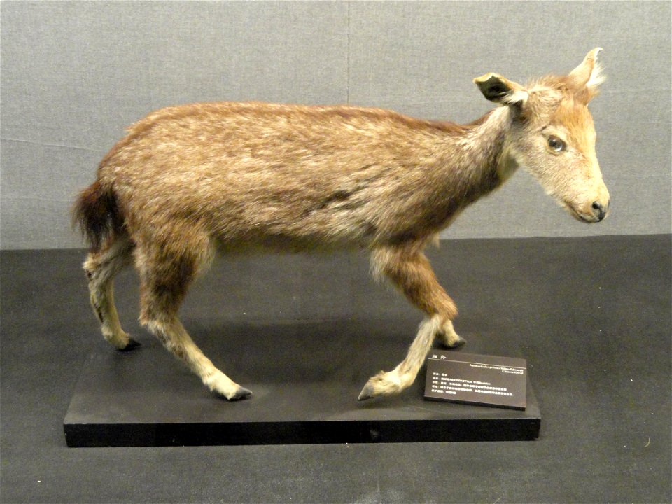 Taxidermy exhibit in the Kunming Natural History Museum of Zoology (昆明动物博物馆), Kunming, Yunnan, China.