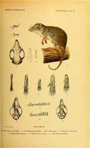 GENERA MAMMALIUM 
MARSUPIALIA. Lám. V. 
^^S^^^^^^^!:^^úÚ^'^ 
»:sqv.^' 
A. Cabrera ptnx. 
dasyurid^í: 
1. Phascog-ale penicillata. — 2. Ph. .Myoictis. apicalis. — 3. Ph. .M.. melas. — 4. Amperta cristi