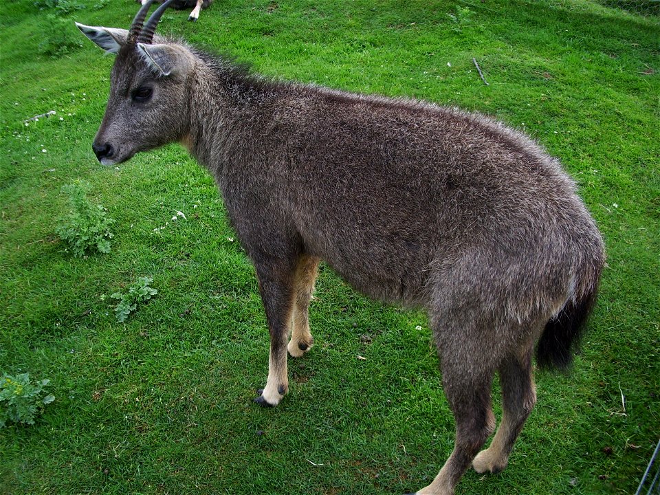 Nemorhaedus griseus arnouxianus kid, identified as Chinese Goral, at the Highland Wildlife Park.