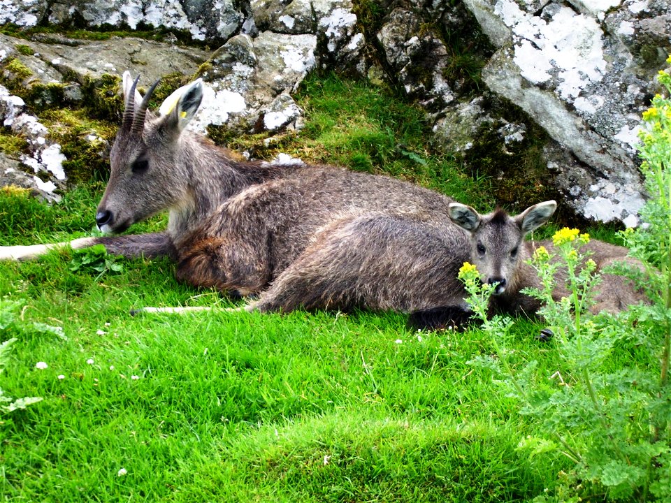 Nemorhaedus griseus arnouxianus with kid, identified as Chinese Goral, at the Highland Wildlife Park. photo