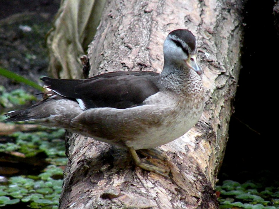 (Nettapus coromandelianus) in de Filipijnenhal van Avifauna, Alphen a/d Rijn, Nederland