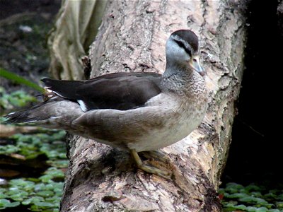 (Nettapus coromandelianus) in de Filipijnenhal van Avifauna, Alphen a/d Rijn, Nederland
