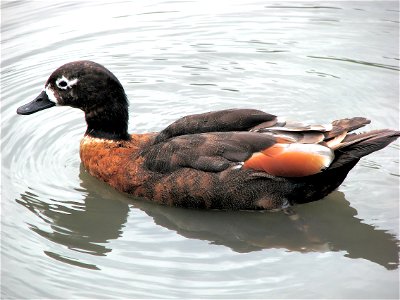 Australian Shelduck Tadorna tadornoides at the Wildfowl and Wetlands Trust, Slimbridge, Gloucestershire, England. Photographed by Adrian Pingstone in June 2006 and placed in the public domain. photo