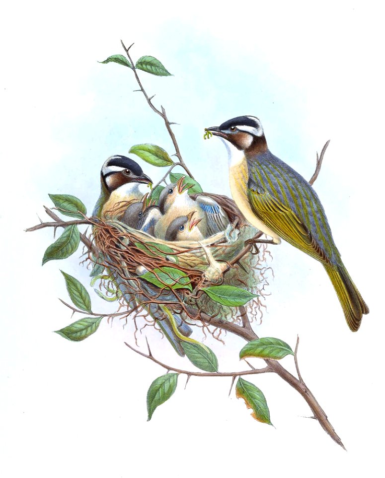 Ixus sinensis = Pycnonotus sinensis