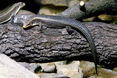 Lézards plaqués (Gerrhosaurus major), zoo d'Amnéville.