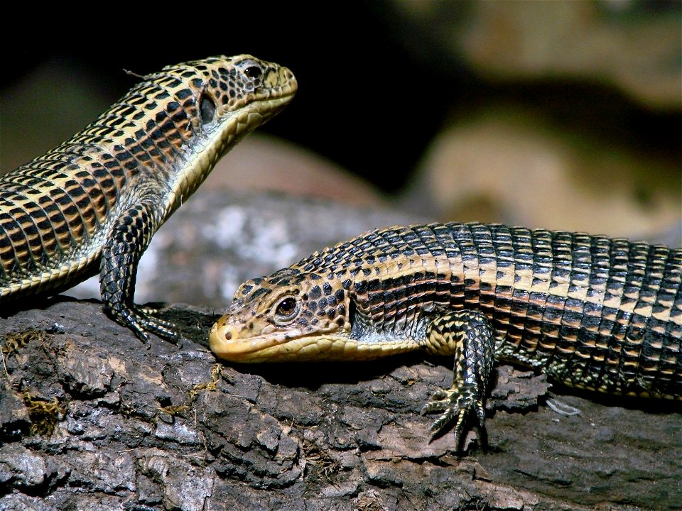 Lézards plaqués (Gerrhosaurus major), zoo d'Amnéville.