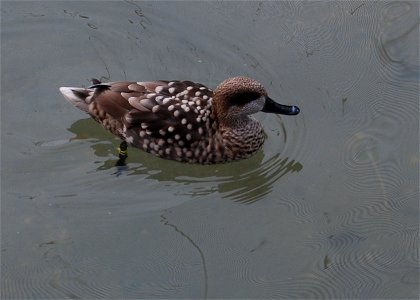 Marbled Teal at the Maryland Zoo in Baltimore