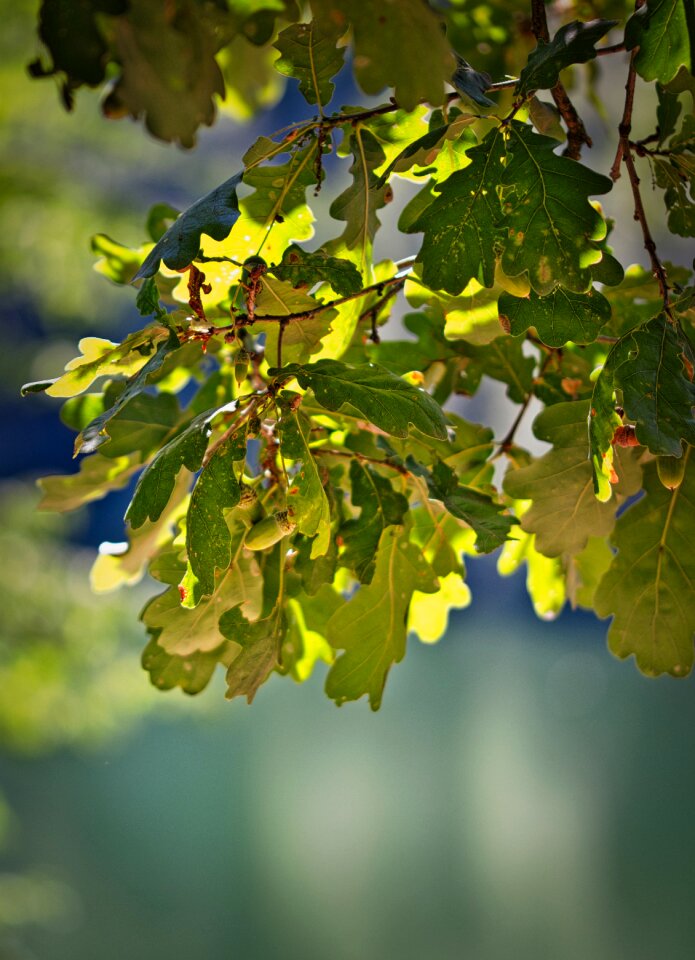 Nature tree background