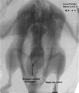 Fig. 2. X-ray of a live spectacled eider Somateria fischeri female from the Kashunuk River on the Yukon-Kuskokwim Delta, Alaska, in 1995 with three lead shotgun pellets in its gizzard (ingested). Lead