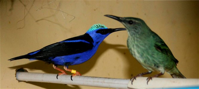 This picture taken from an Israeli breeder aviary
On the left is the Red legged Honeycreeper male and on the right is the female