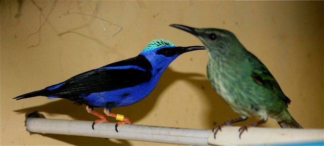 This picture taken from an Israeli breeder aviary On the left is the Red legged Honeycreeper male and on the right is the female photo