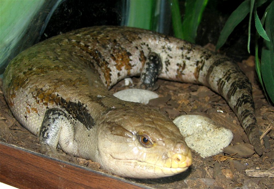 Blue Tongued Skink - Tiliqua gigas